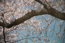 Sharp 8k4k: Fernseher mit 33 Megapixeln und 22.2 Surround Sound vorgestellt [News des Tages]