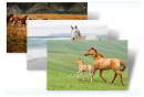 Windows 7 Themes: Die 30 beliebtesten Designs für Ihr Betriebssystem und wie sie funktionieren