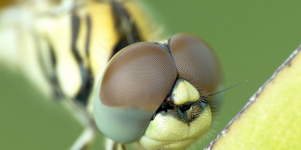 Facettenaugen