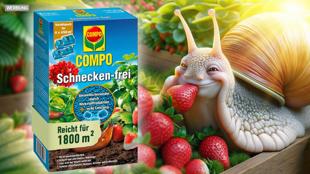 Über 10.000 Verkäufe - da bekommt selbst Clid The Snail Angst: mit Granulat Schnecken im Garten effektiv bekämpfen