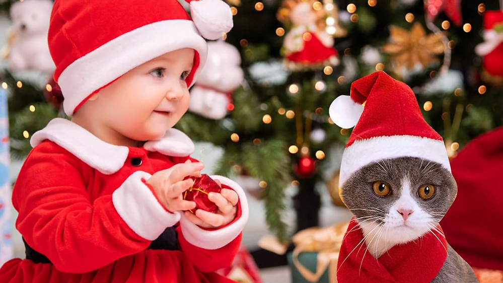 Weihnachtsgeschenke für Katzen: Dafür wird Sie Ihre Fellnase lieben