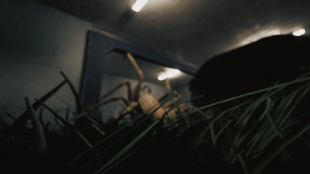 Huntsman: Survival-Horror mit Monsterspinnen geht auf Steam unter