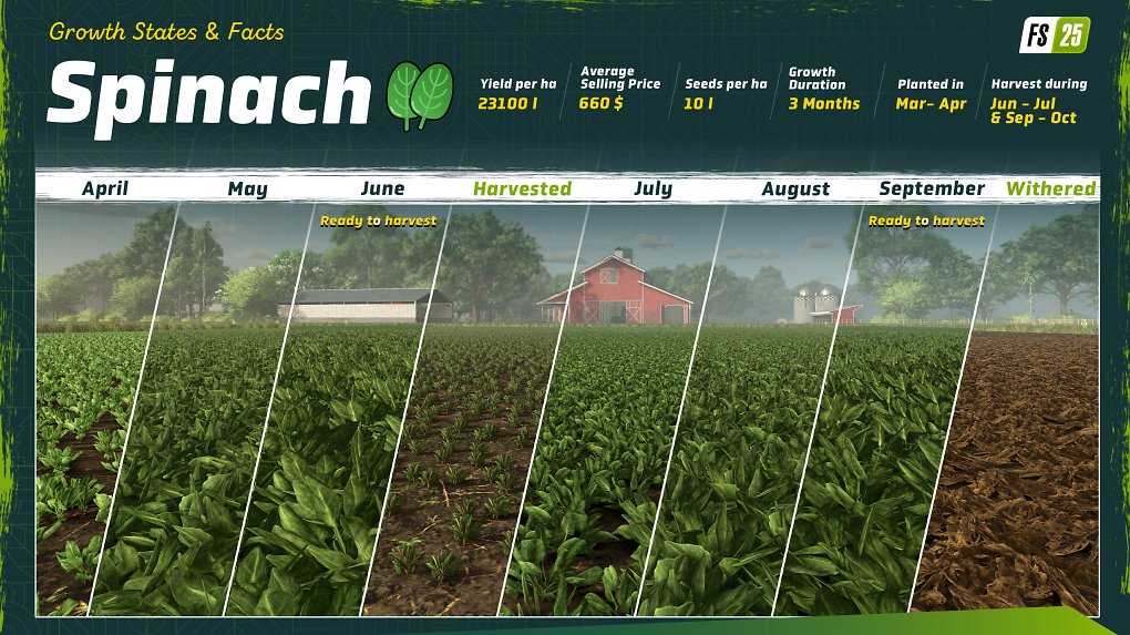 Spinat im Landwirtschafts-Simulator 25 (15)