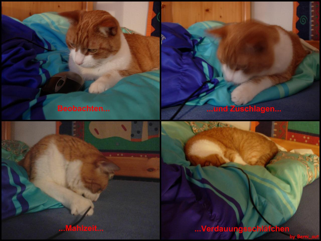 [12/01/2009] Lesertest Roccat Kone - Erste Bilder der Leser (2)