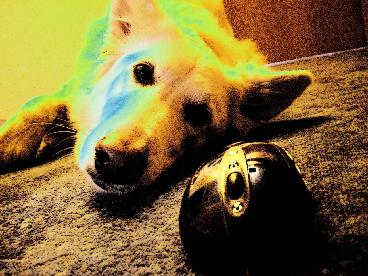 [30/01/2009] Userbilder Roccat Kone (9)