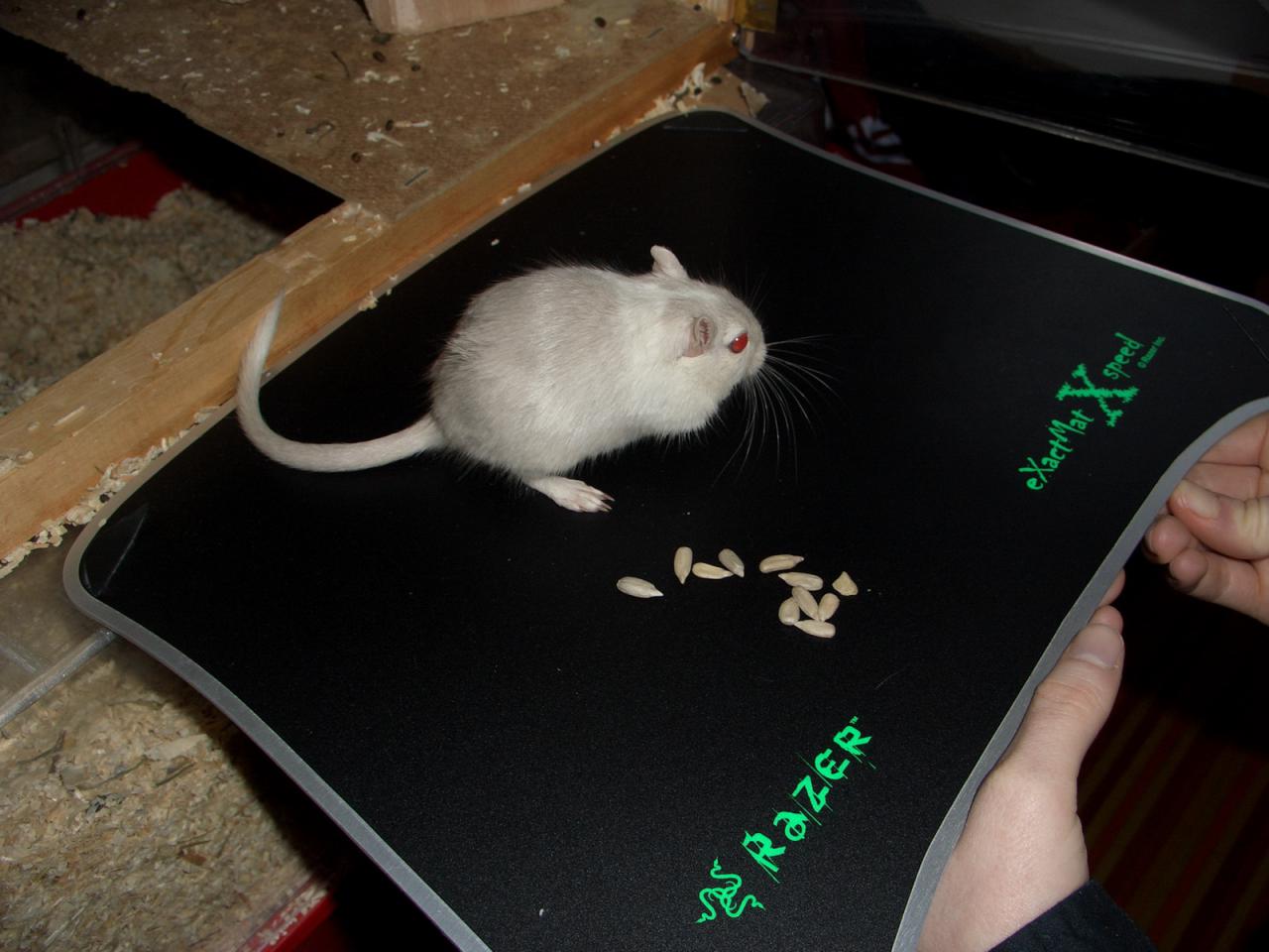 [12/01/2009] Lesertest Roccat Kone - Erste Bilder der Leser (17)