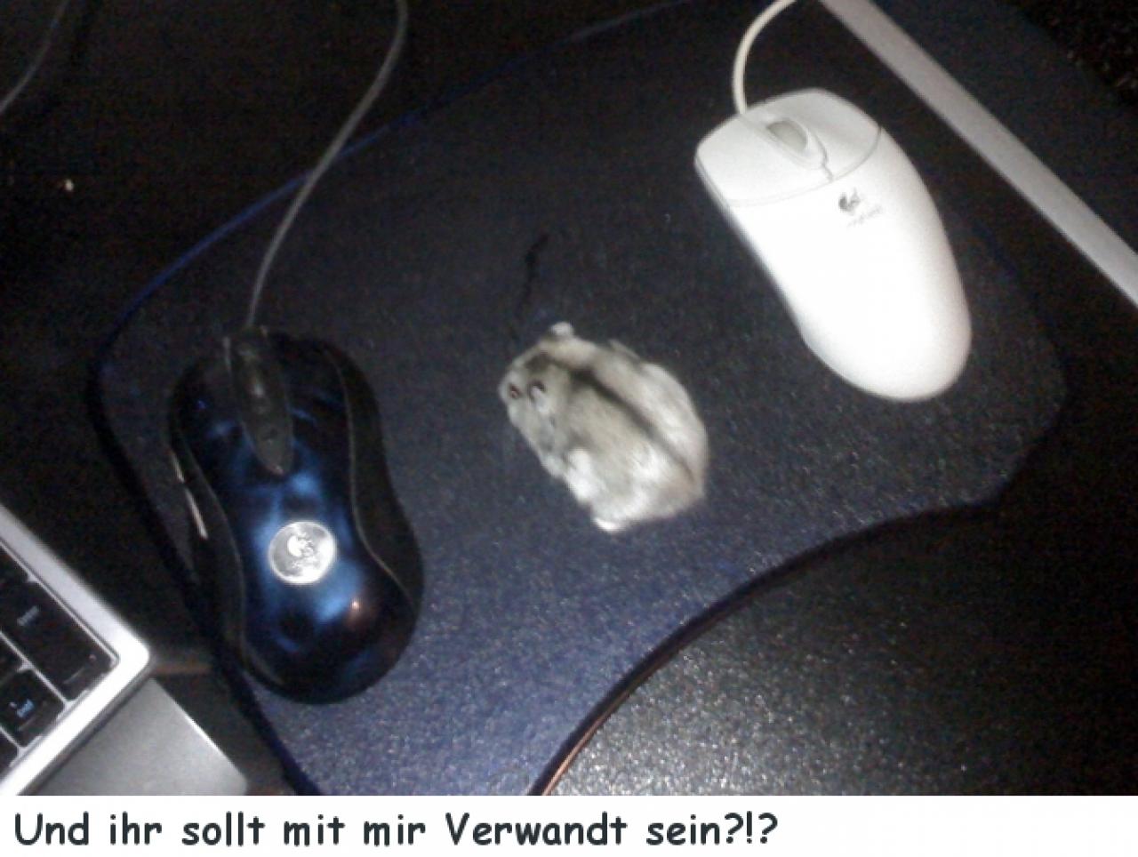 [30/01/2009] Userbilder Roccat Kone (31)