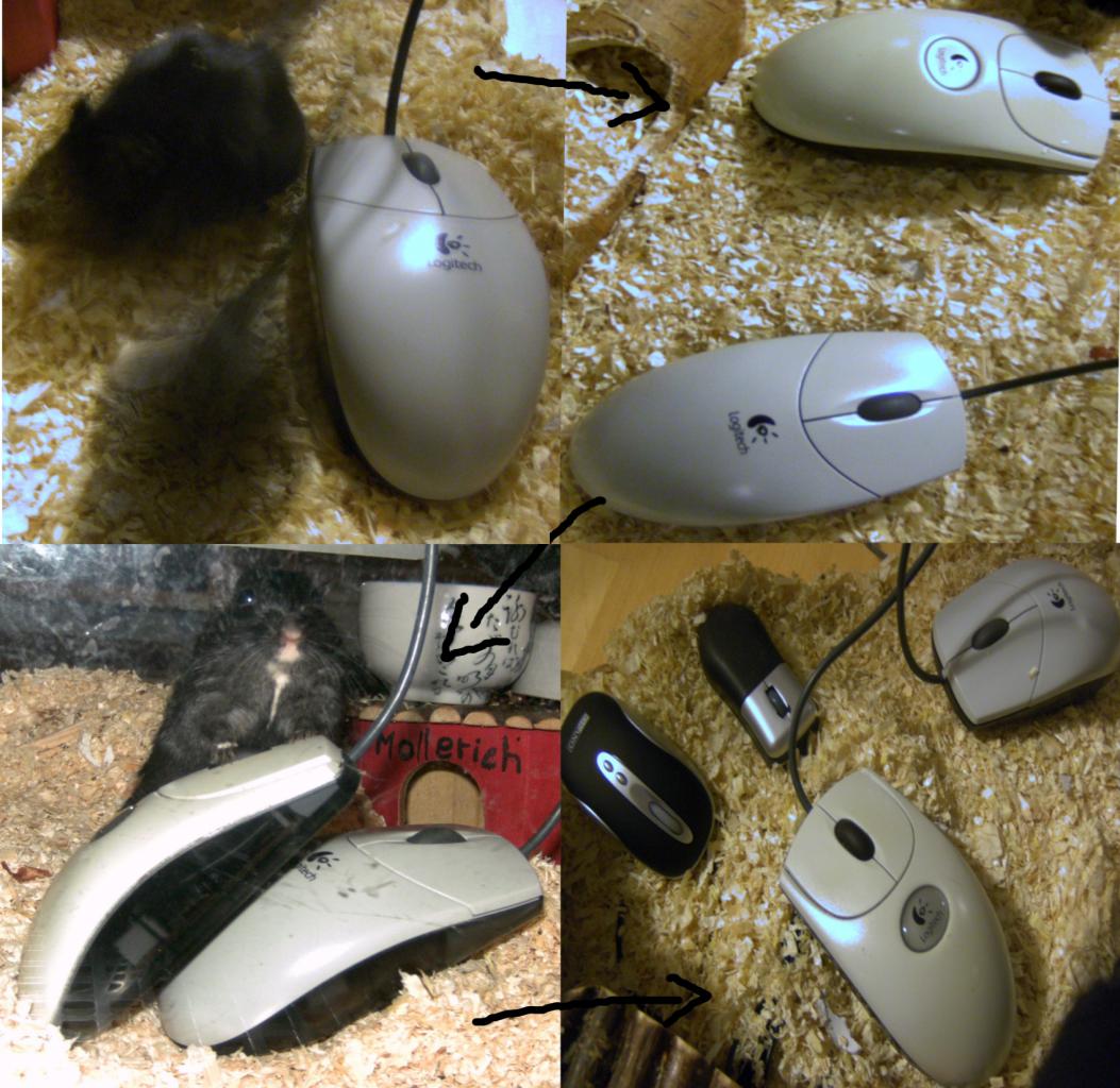 [11/02/2009] Kai H