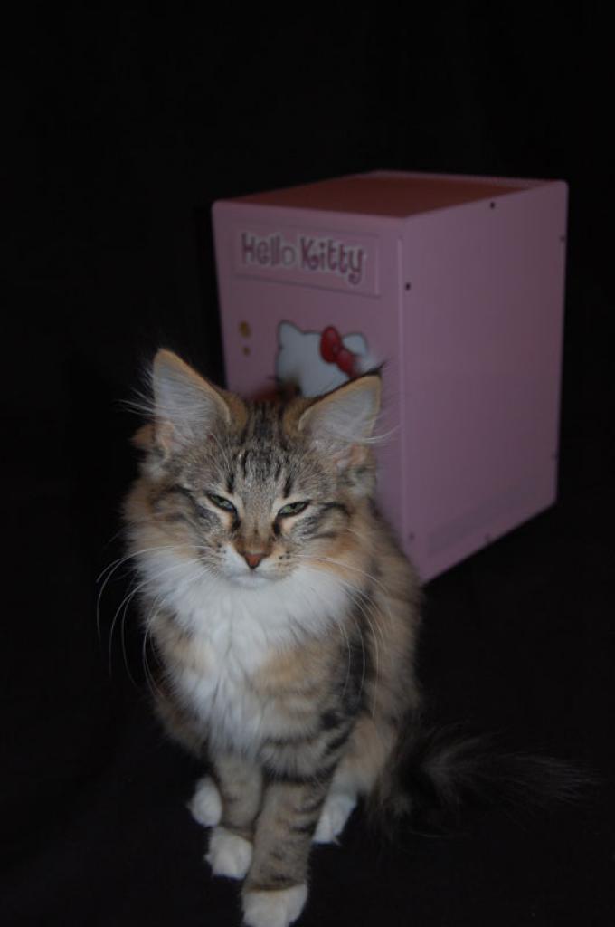 [23/12/2009] Hello-Kitty-PC im Eigenbau: das Finale (12)