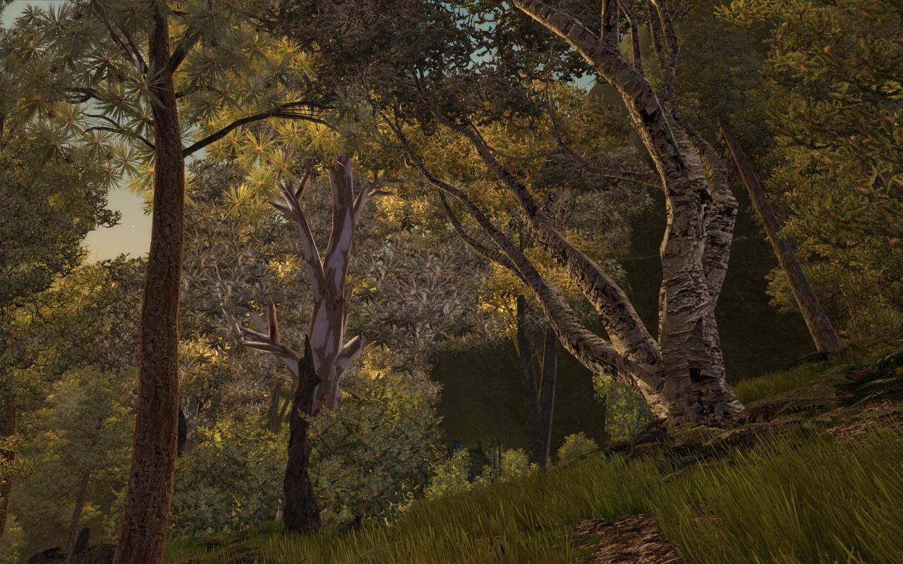 [24/09/2010] Gothic 3: Für ein 2006er-Spiel sieht der Wald sehr gut aus.