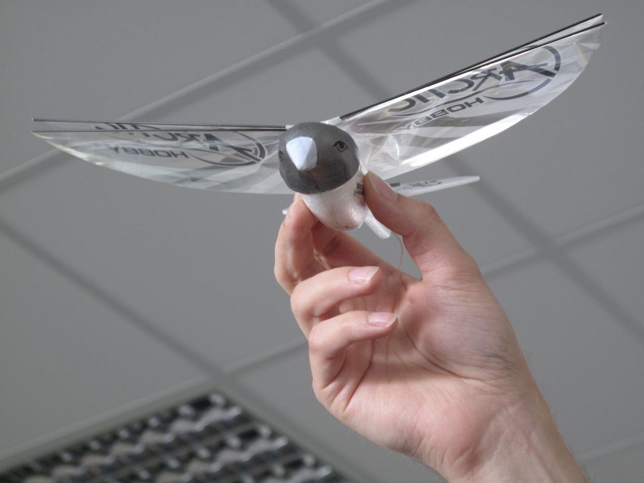 [27/05/2011] Die Redaktion wird von einem Vogel angegriffen ... nein, leider nicht, denn das Testmuster des Arctic Sky Rider ist defekt.
