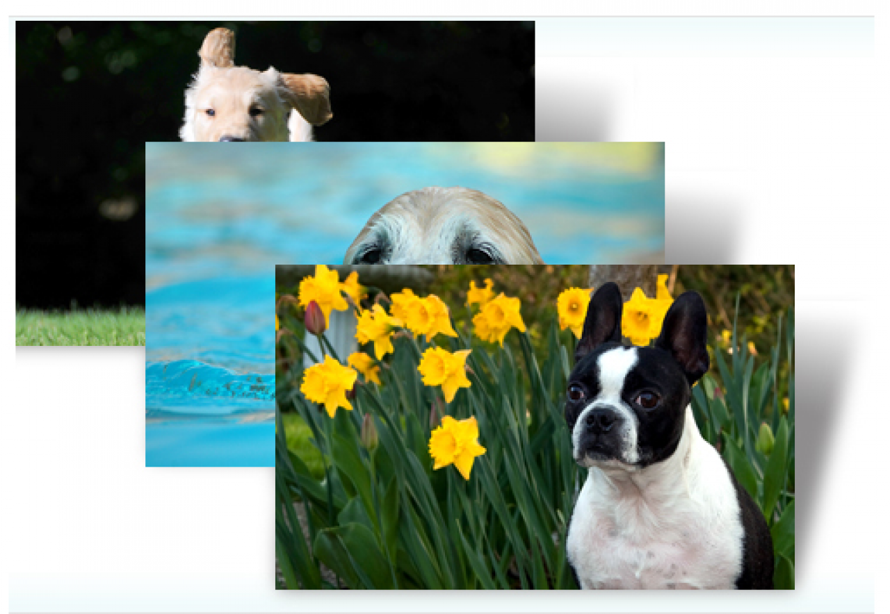 [13/10/2011] Der Hund im Vordergrund guckt wie Ihr neuer Desktop-Theme. Mit diesem 