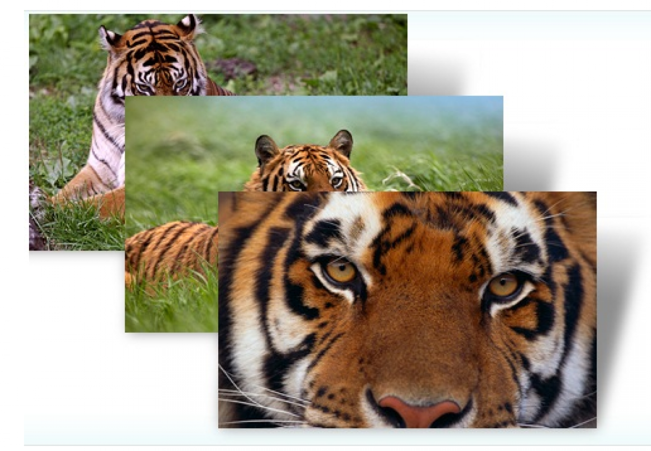 [13/10/2011] Schöne Tiere = Schöner Theme: Drei wechselnde Desktop-Hintergründe mit Tiger-Motiven.Download