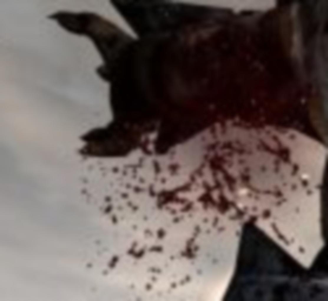 [21/10/2011] Ein Arm mit viel Blut: Der übertriebene Einsatz der roten Flüssigkeit, ist ein auffälliges Merkmal des gesuchten Spiels. (3 Punkte)