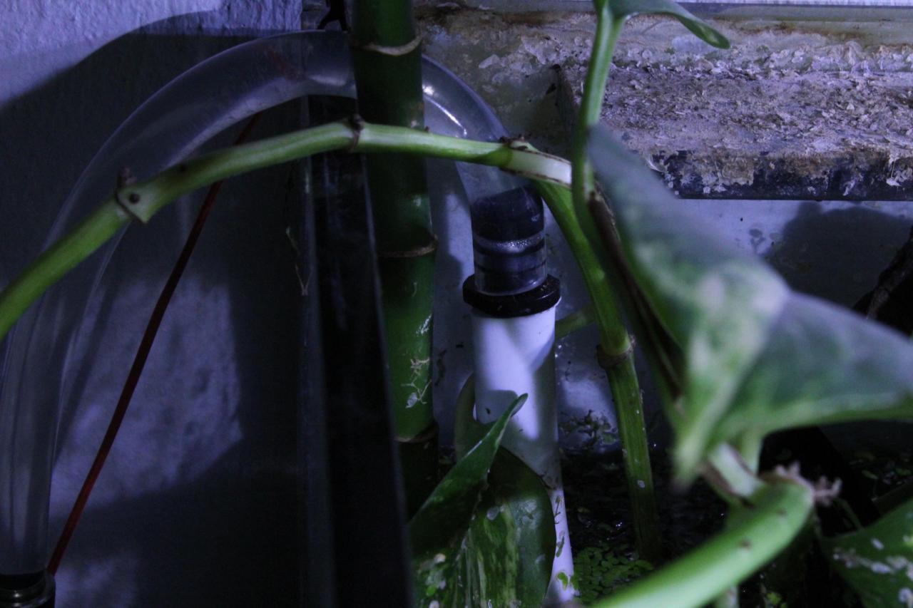 [18/11/2011] Neues Update vom 18.11.: 500 Liter Wasser meets 2-Meter-Tropenwurzel (2)