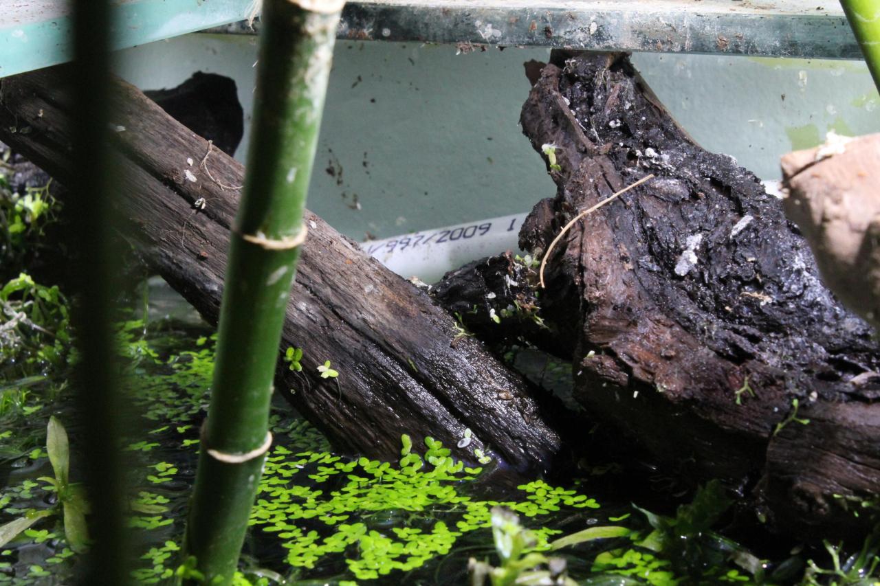 [18/11/2011] Neues Update vom 18.11.: 500 Liter Wasser meets 2-Meter-Tropenwurzel (6)