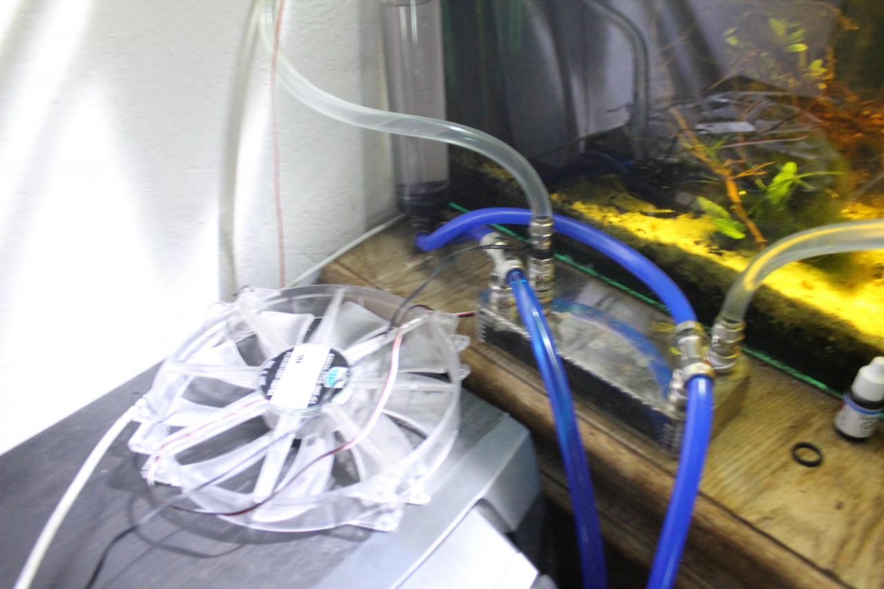 [18/11/2011] Neues Update vom 18.11.: 500 Liter Wasser meets 2-Meter-Tropenwurzel (8)