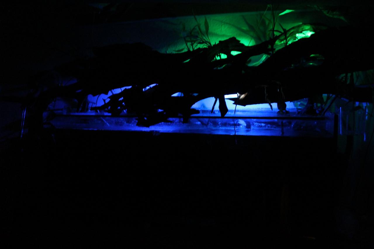 [18/11/2011] Neues Update vom 18.11.: 500 Liter Wasser meets 2-Meter-Tropenwurzel (17)