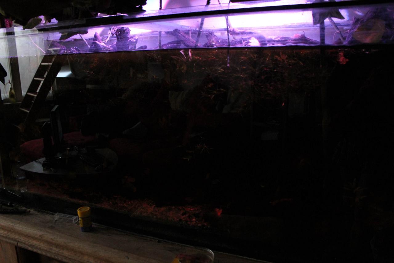 [18/11/2011] Neues Update vom 18.11.: 500 Liter Wasser meets 2-Meter-Tropenwurzel (18)