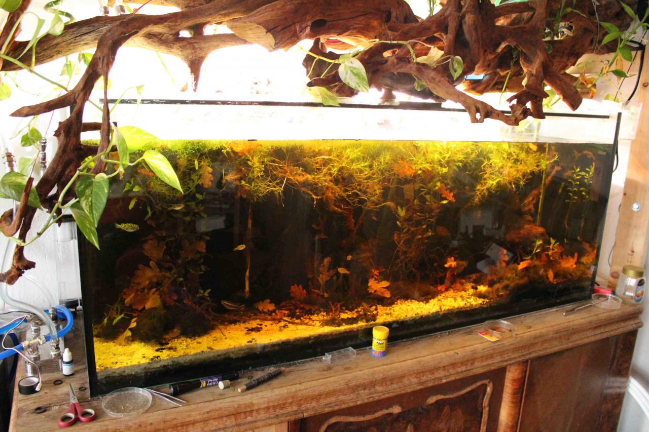 [18/11/2011] Neues Update vom 18.11.: 500 Liter Wasser meets 2-Meter-Tropenwurzel (19)