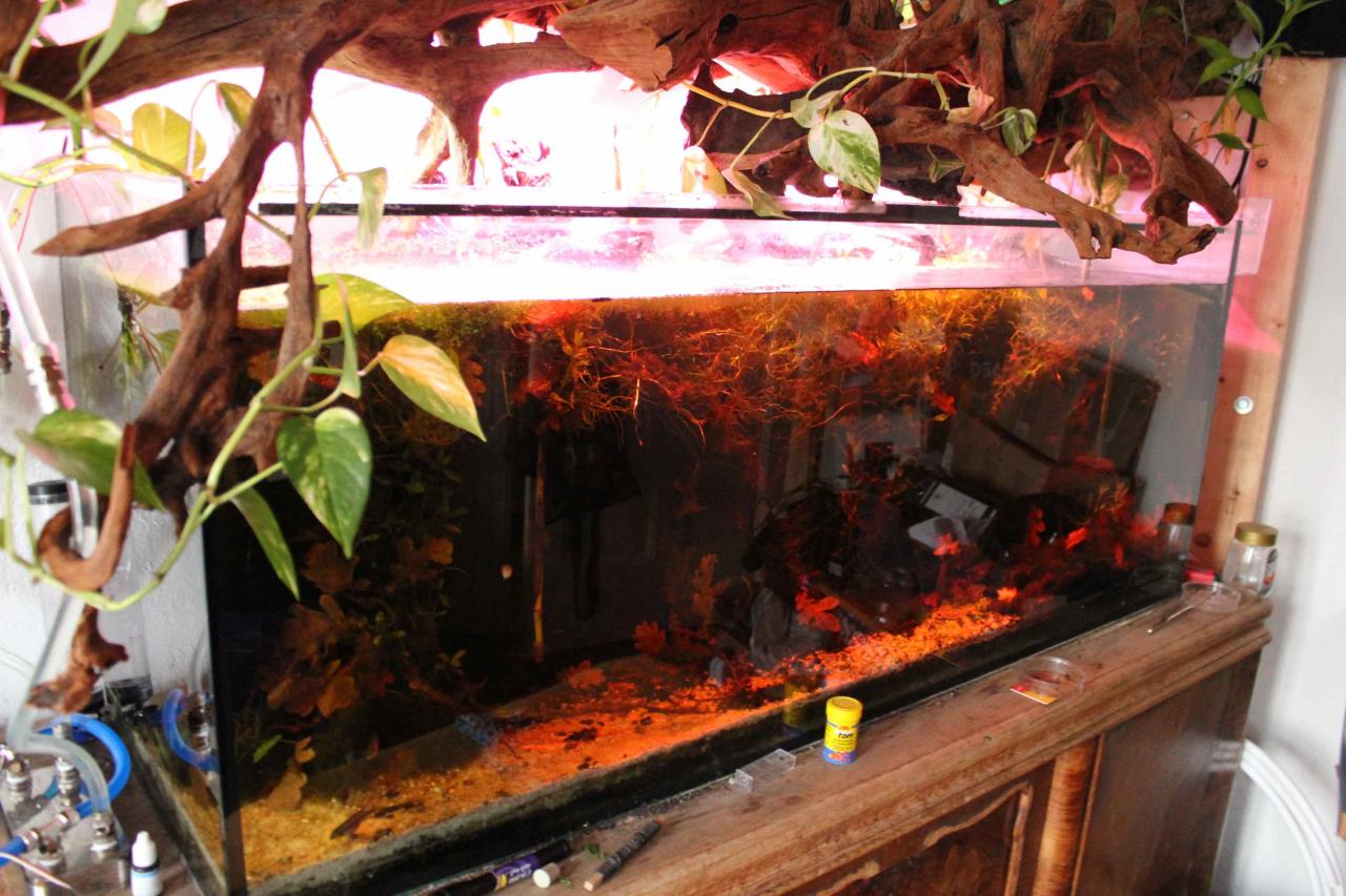 [18/11/2011] Neues Update vom 18.11.: 500 Liter Wasser meets 2-Meter-Tropenwurzel (21)