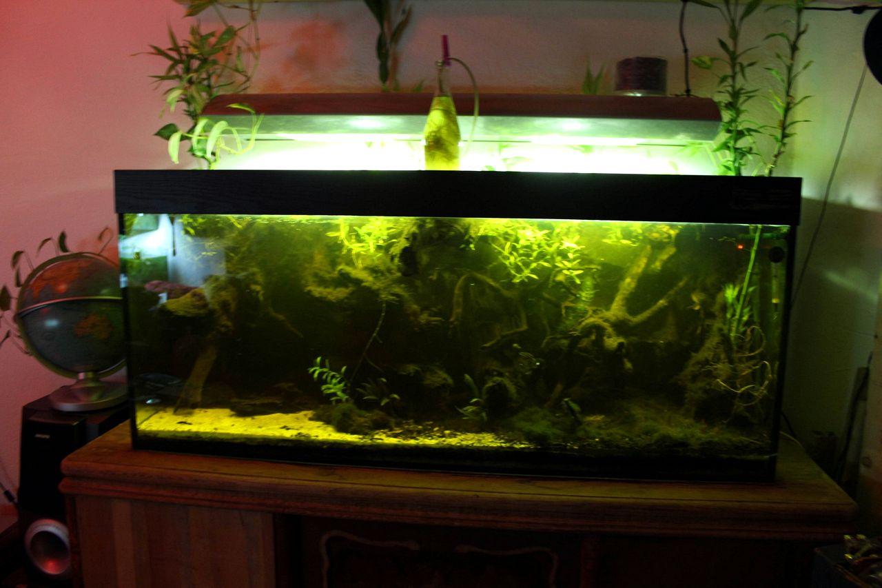[11/11/2011] PC-Kühlung mal anders: 500 Liter Wasser und 2-Meter-Tropenwurzel (1)
