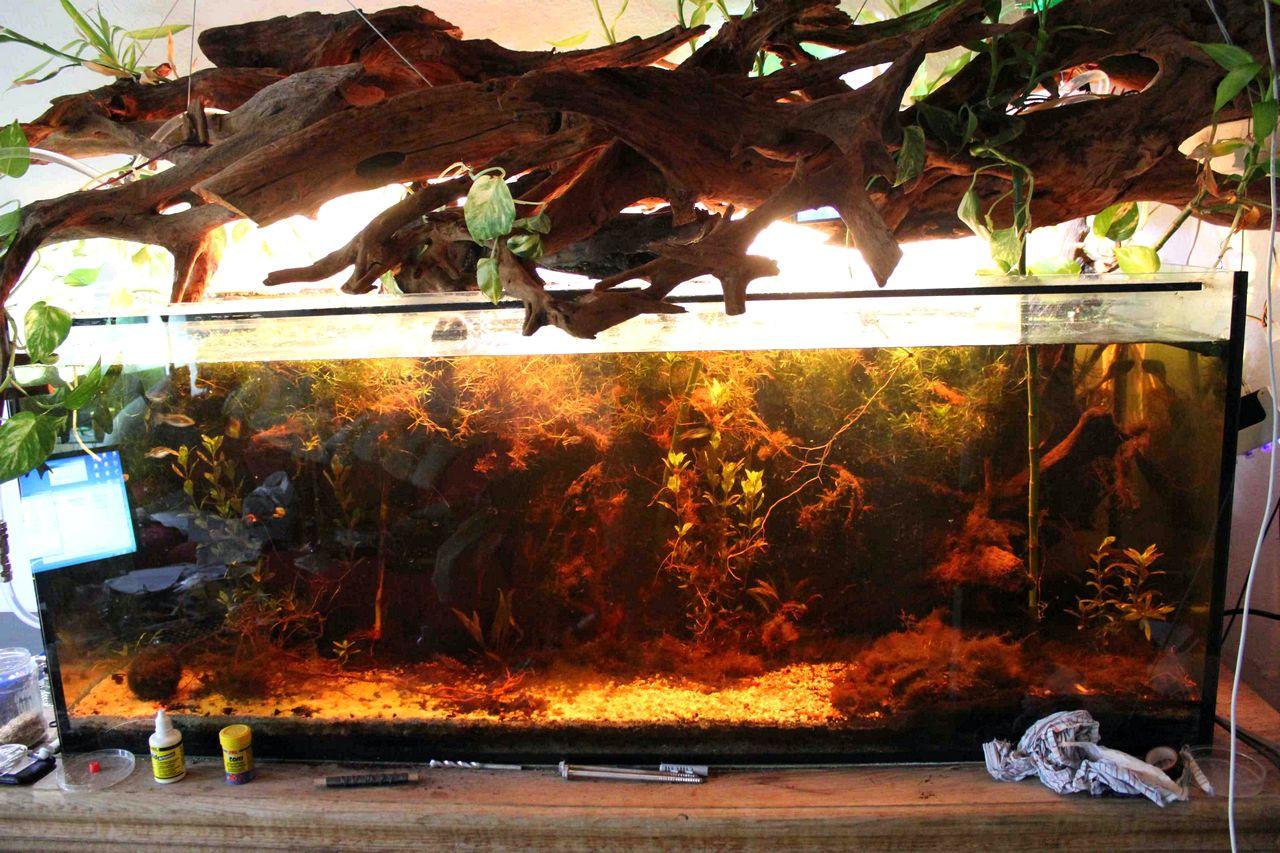 [11/11/2011] PC-Kühlung mal anders: 500 Liter Wasser und 2-Meter-Tropenwurzel (33)