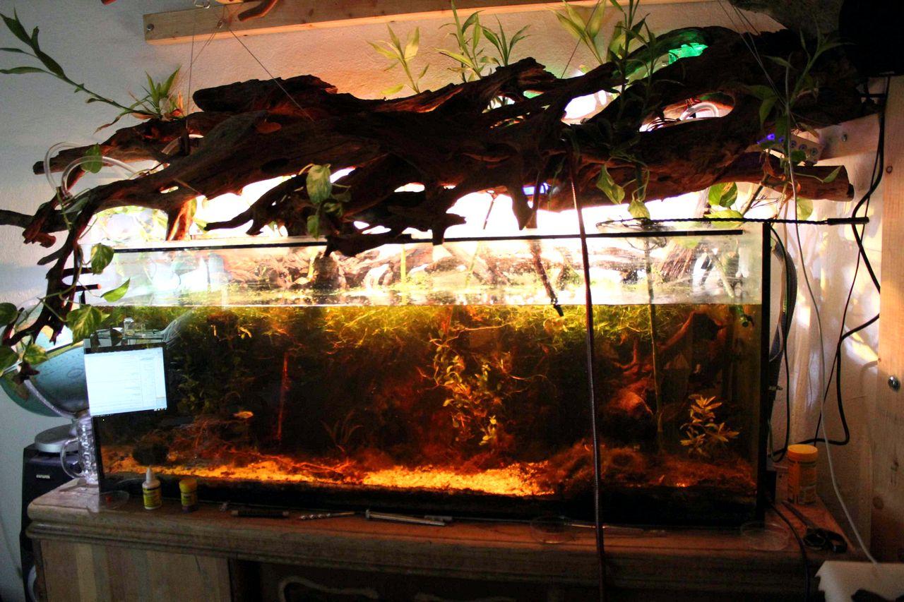 [11/11/2011] PC-Kühlung mal anders: 500 Liter Wasser und 2-Meter-Tropenwurzel (35)