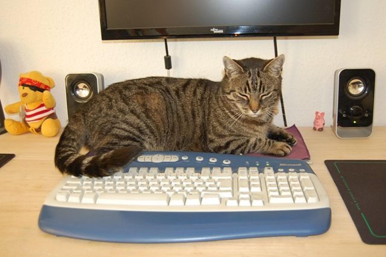 [10/08/2012] Update vom 12.08. mit Wandbemalung, Mischpulten und tierischen Schlafplätzen (5)