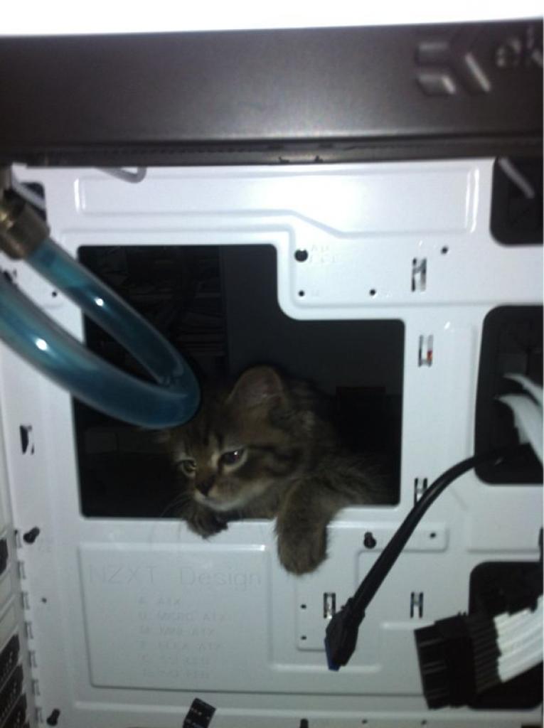 [30/08/2012] Update vom 31.08.: prüfender Katzenblick, Rost-Optik und Kirschen im AGB (11)