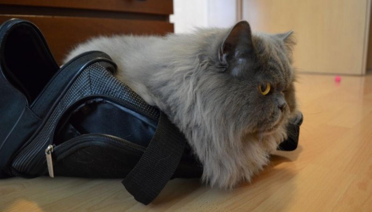 [26/07/2013] Das versprochene Katzenfoto.