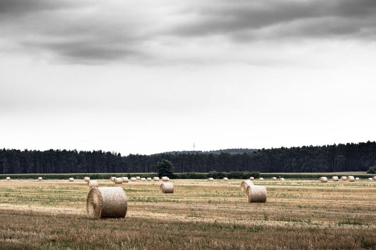 [18/10/2013] Foto von bioschnitzel