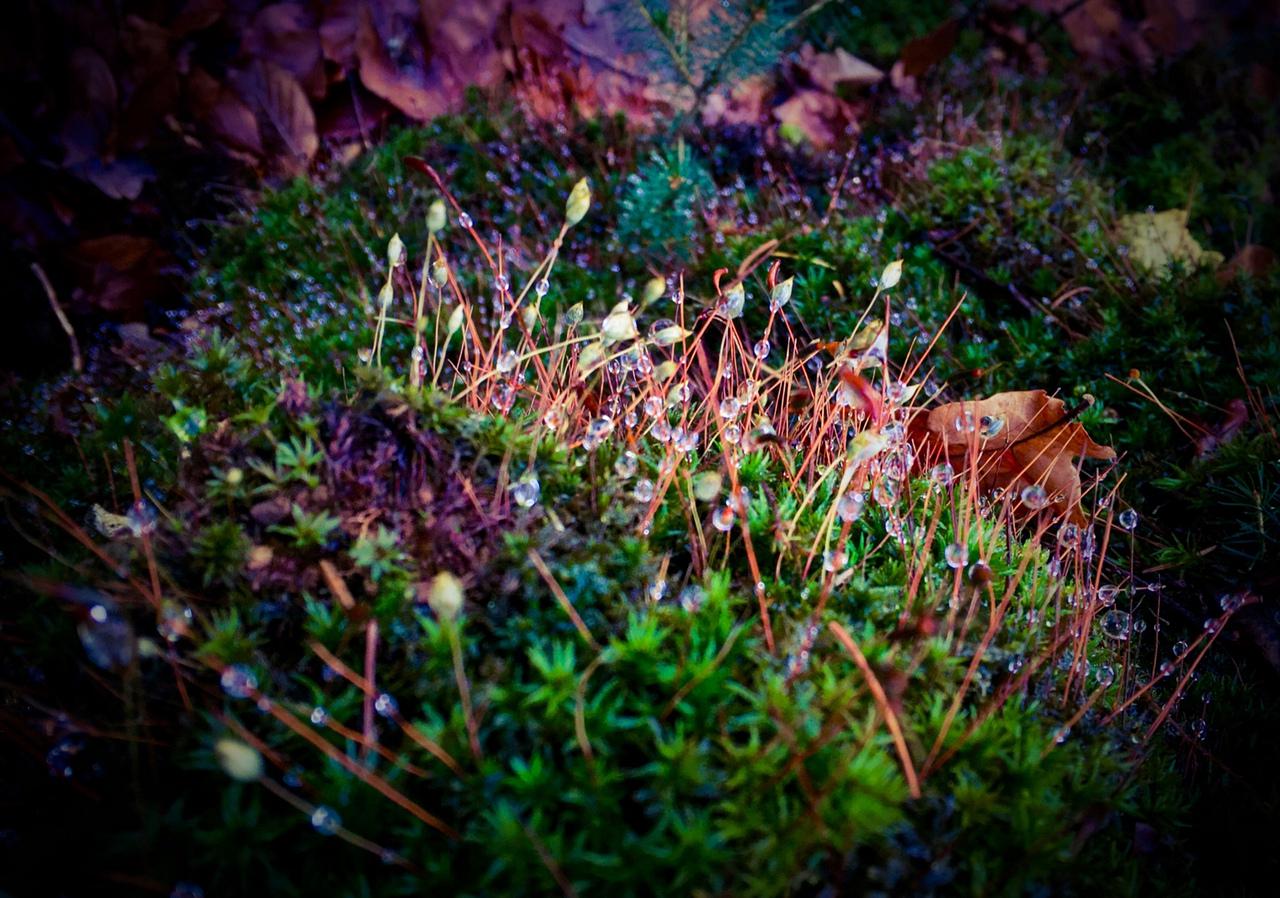 [21/11/2016] Update November 2016: Foto von mayo