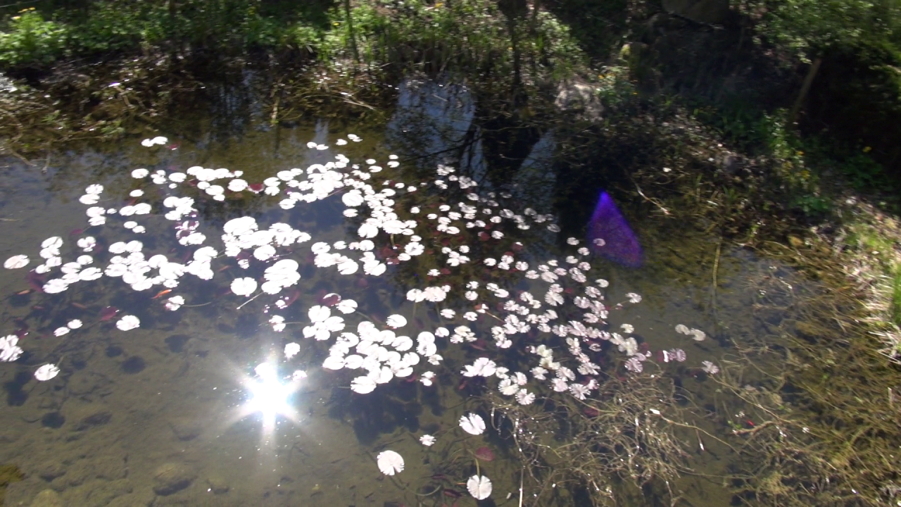[15/05/2017] ....einen Teich mit Bach hat. Entspannung pur.