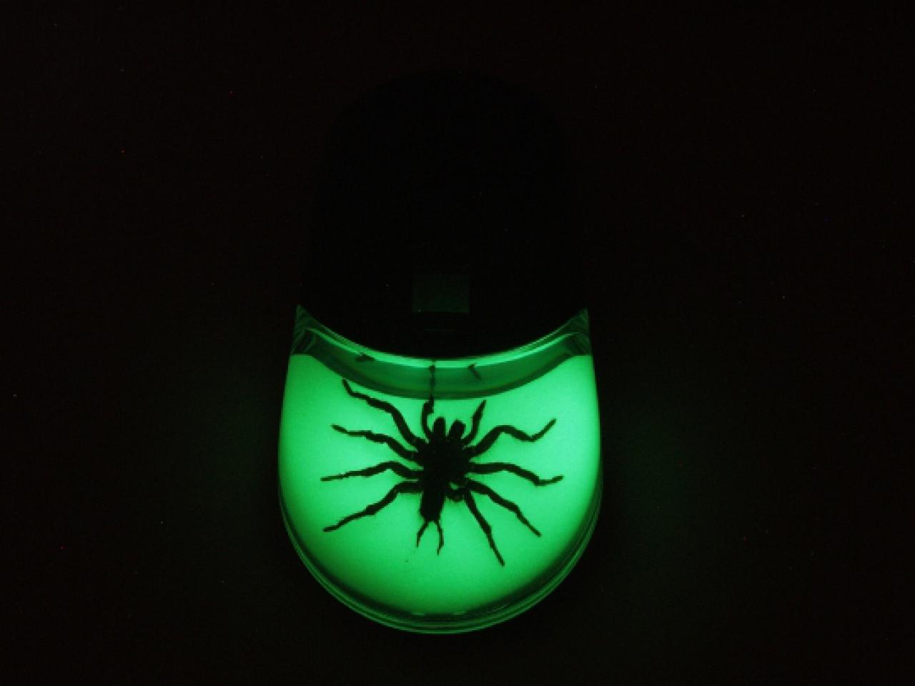 [26/12/2017] Diese Maus bietet eine tote Spinne im Plastik.