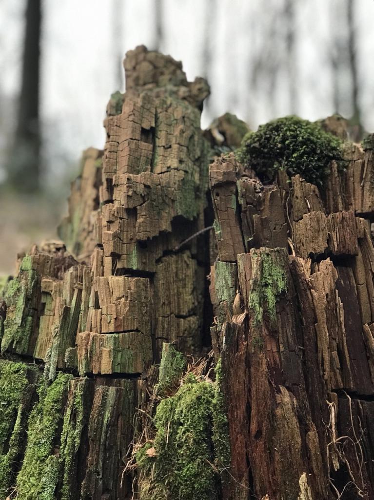 [15/08/2018] Update August 2018: Foto von mayo
