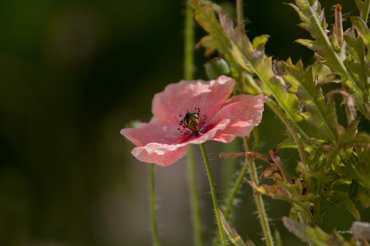 [15/08/2018] Update August 2018: Foto von FlyKilla
