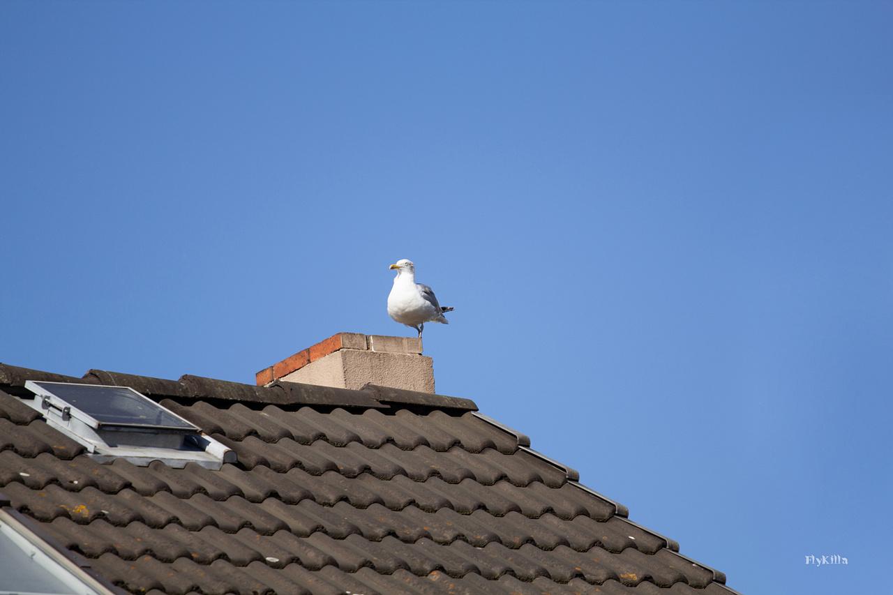 [25/04/2019] Update April 2019: Foto von FlyKilla