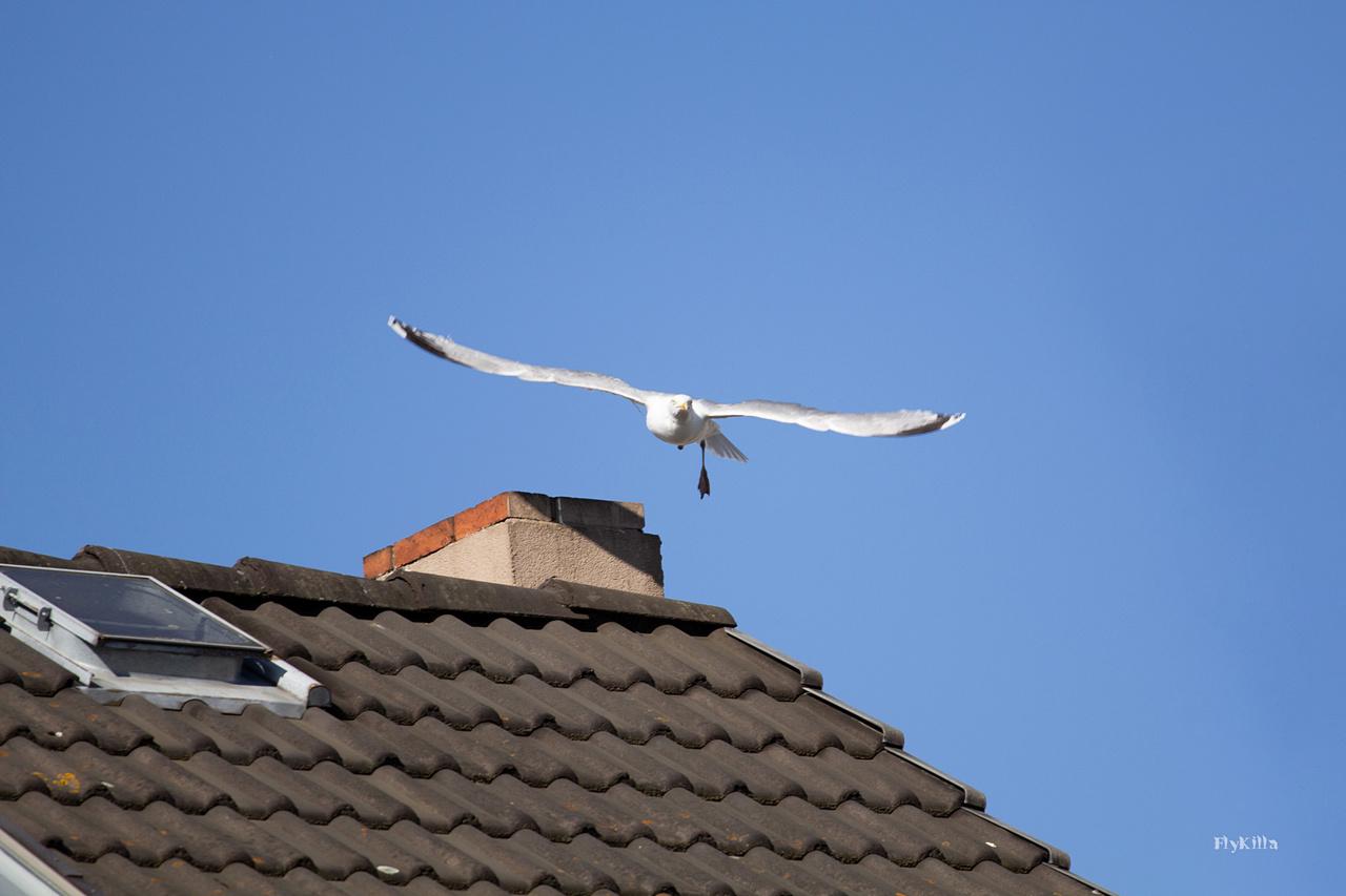 [25/04/2019] Update April 2019: Foto von FlyKilla