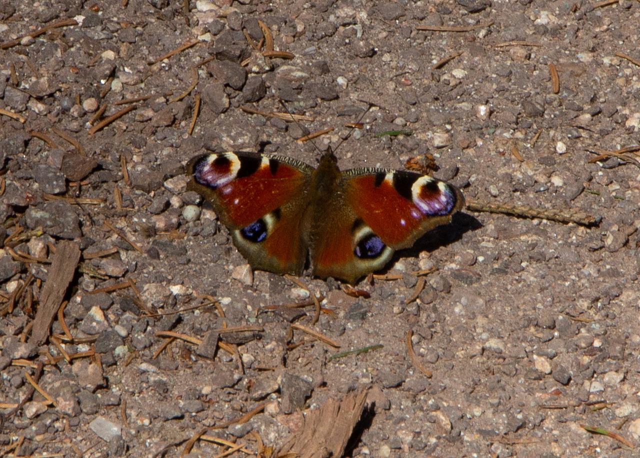 [25/04/2019] Update April 2019: Foto von Haspu