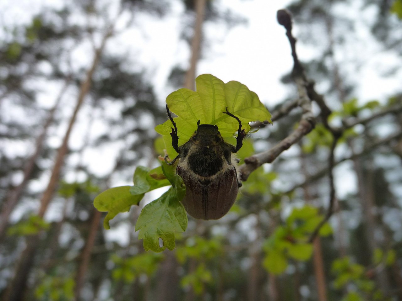 [14/06/2019] Update Juni 2019: Foto von mattinator
