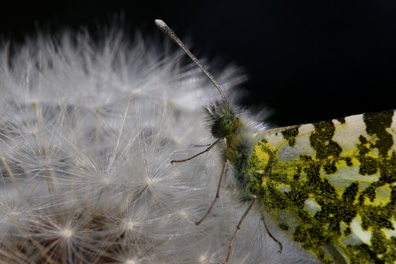 [14/06/2019] Update Juni 2019: Foto von BobBarker2014