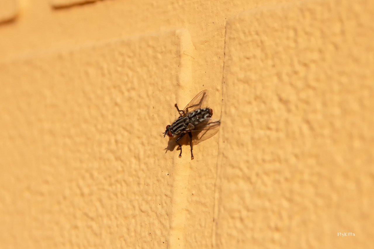 [13/08/2019] Update August 2019: Foto von FlyKilla