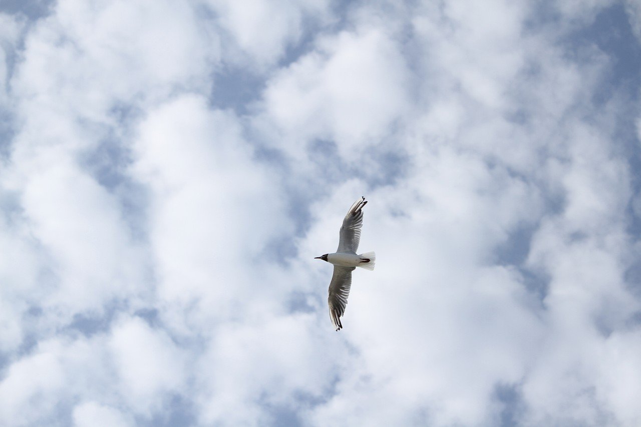 [13/08/2019] Update August 2019: Foto von Acida-2