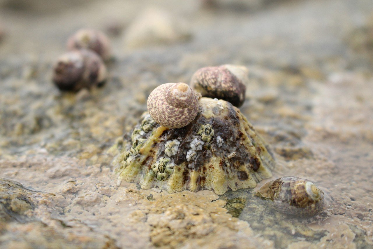 [13/08/2019] Update August 2019: Foto von Acida-2