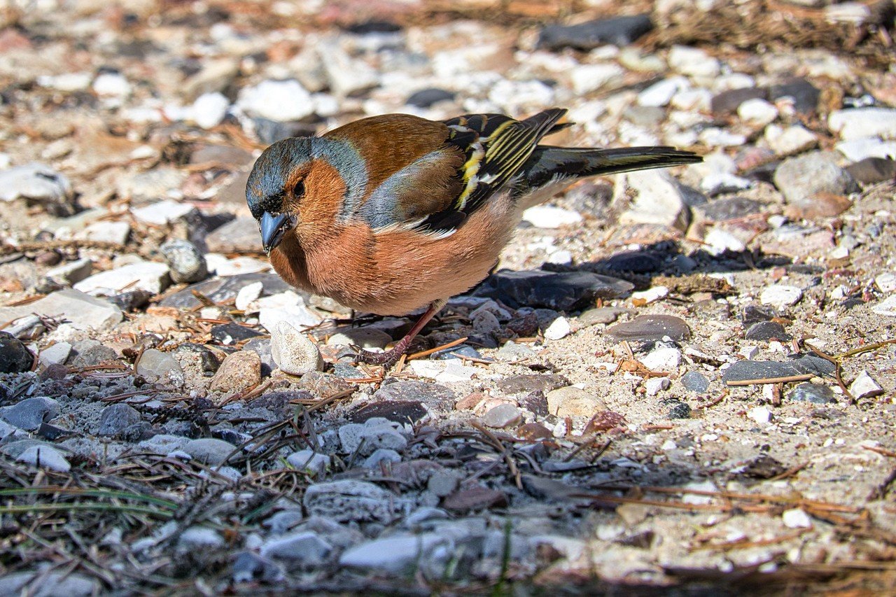[29/02/2020] Update Februar 2020: Foto von Luemmel