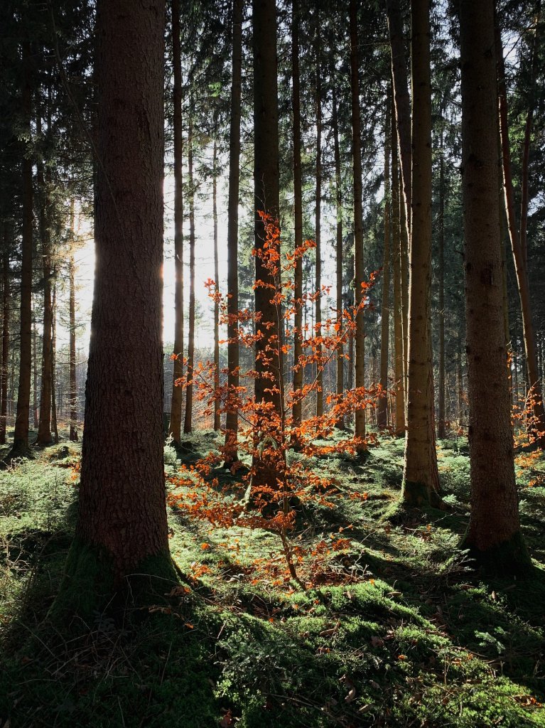 [19/04/2020] Update April 2020: Foto von MotDaD