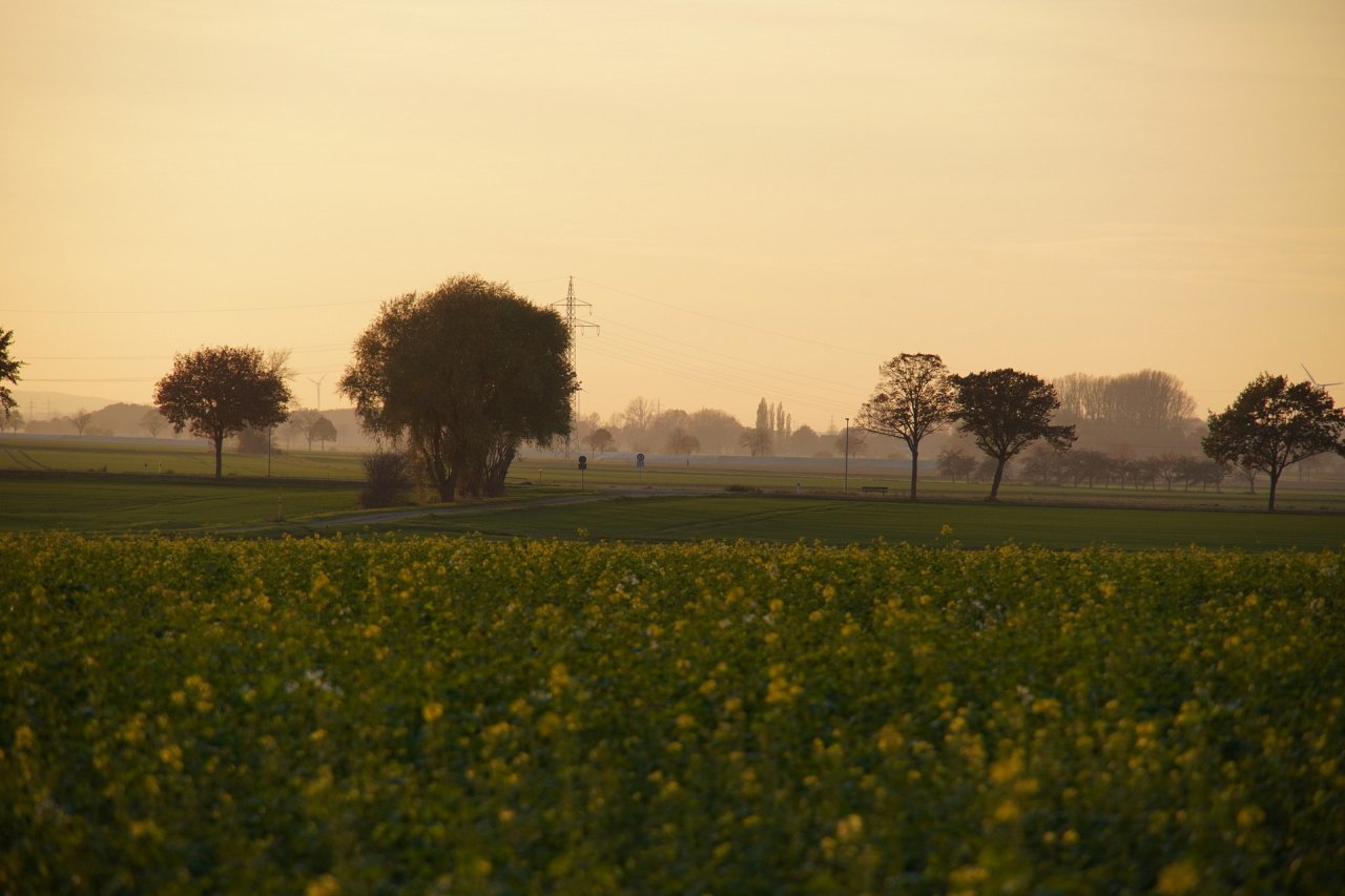 [08/12/2020] Update vom 19.12.2020: Foto von Hornissentreiber