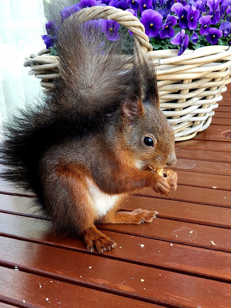 [29/05/2021] Update vom 29.05.2021: Foto von RyzA