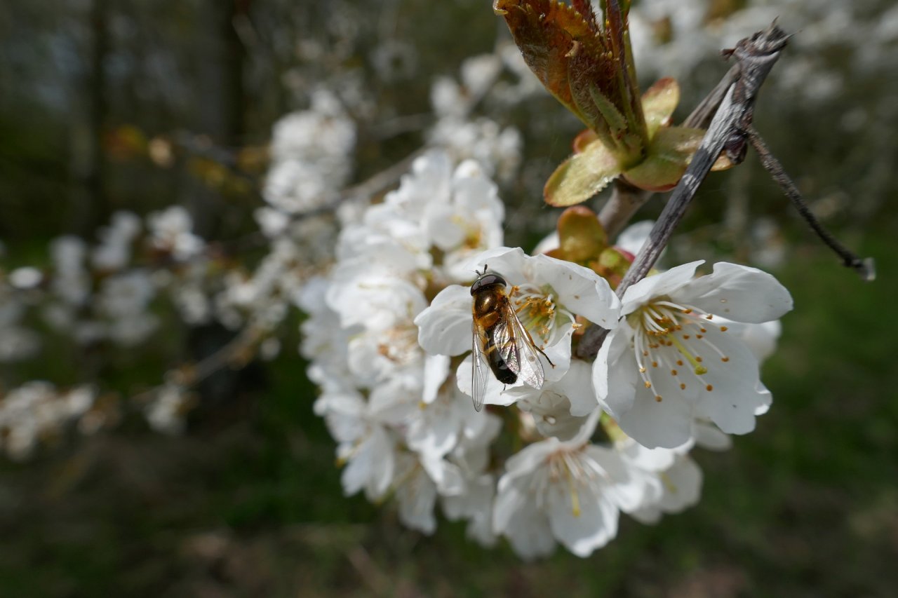 [29/05/2021] Update vom 29.05.2021: Foto von mattinator